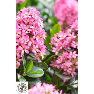 Escallonia 'pink elle ?' taille du pot -