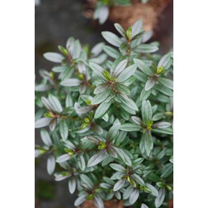 Hebe collection ? Joan mac' taille du po