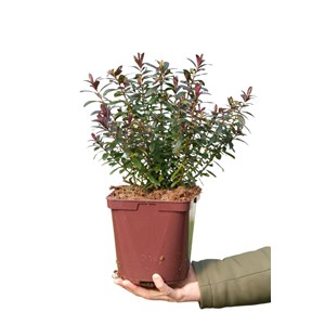 Hebe collection ? Joan mac' taille du po