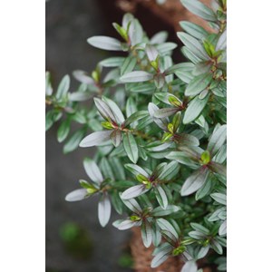 Hebe collection ? Joan mac' taille du po