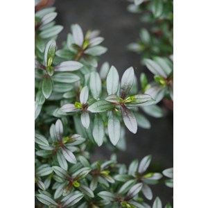 Hebe collection ? Joan mac' taille du po