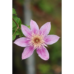 Clématite empress ?' taille du pot - en pot de 3 litres