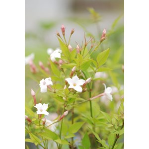 Jasmin officinal affine' taille du pot - en pot de 3 litres