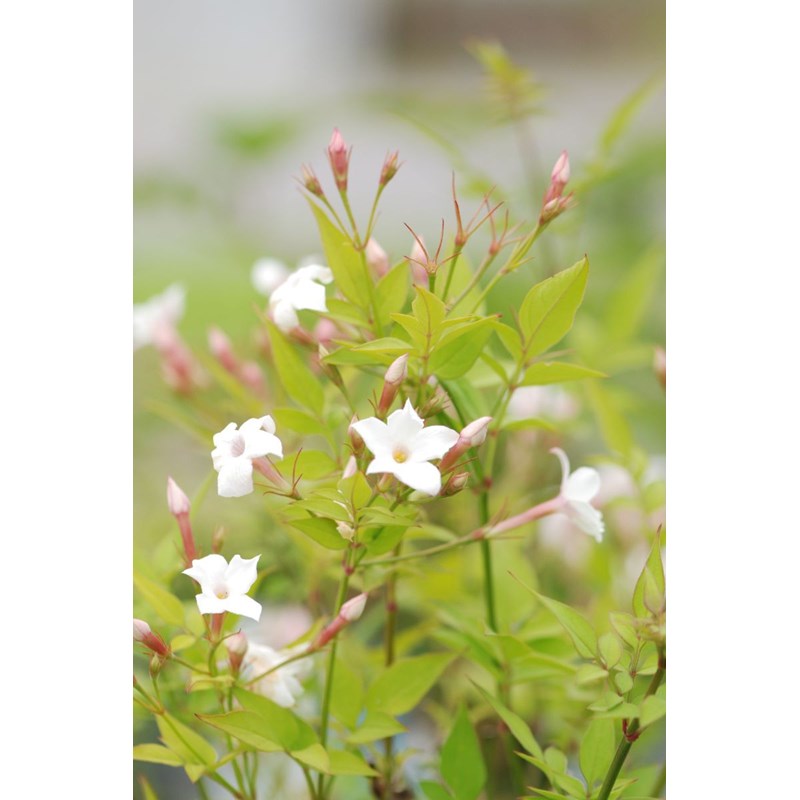 Jasmin officinal affine' taille du pot