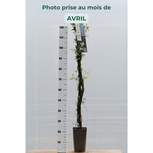 Jasmin officinal affine' taille du pot