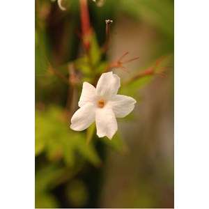 Jasmin officinal affine' taille du pot