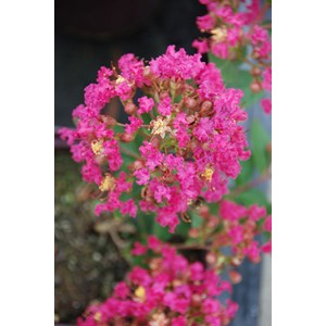 Lilas des indes 'with love ? Kiss' taille du pot - en pot de 3 litres