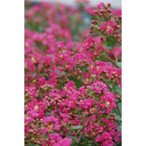 Lilas des indes 'with love ? Kiss' taill