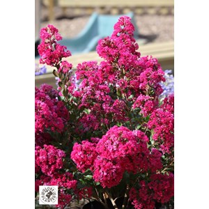 Lilas des indes 'with love ? Kiss' taill