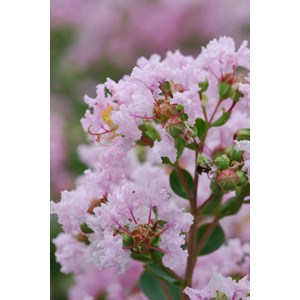 Lilas des indes 'with love ? Babe' taill