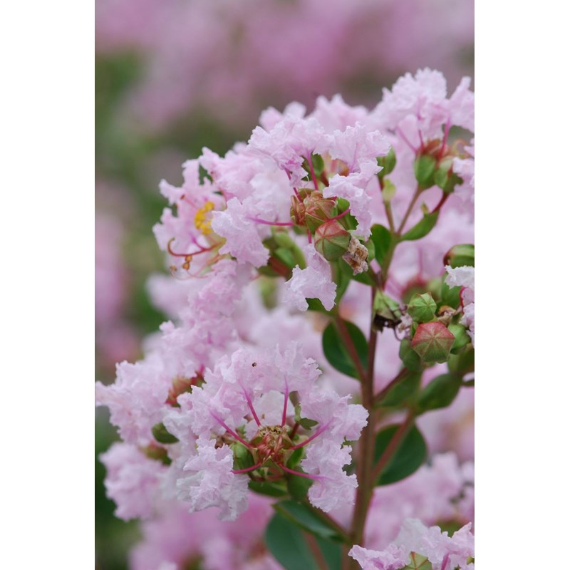 Lilas des indes 'with love ? Babe' taille du pot - en pot de 3 litres