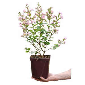 Lilas des indes 'with love ? Babe' taill