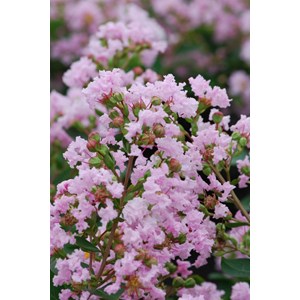 Lilas des indes 'with love ? Babe' taill