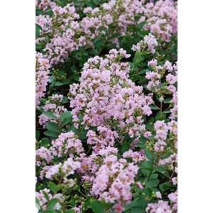 Lilas des indes 'with love ? Babe' taill