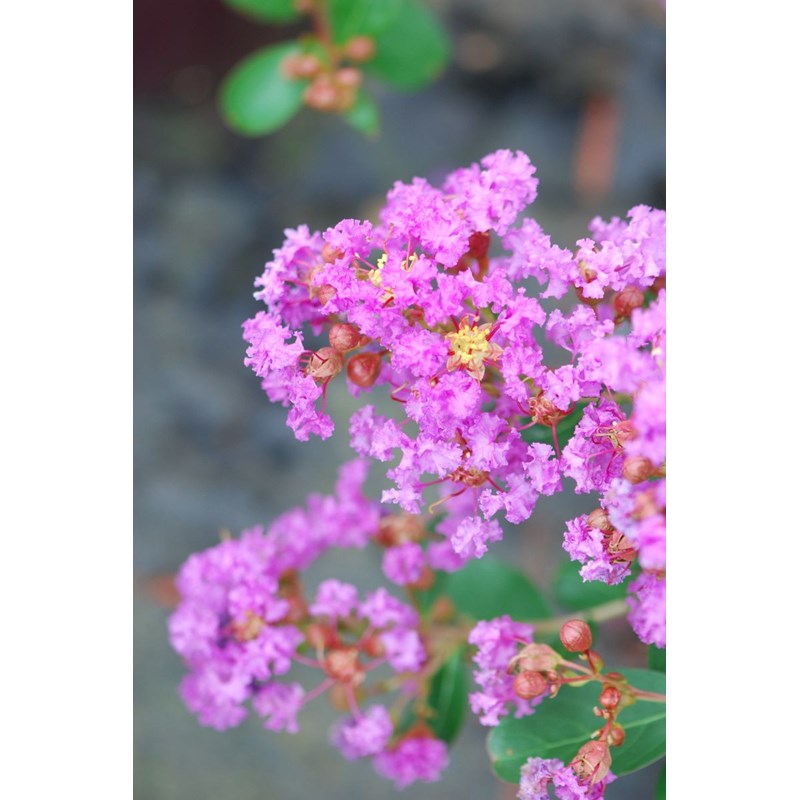 Roué Pépinières - Lilas des indes 'with love ? Eternal' taille du pot - en pot de 3 litres