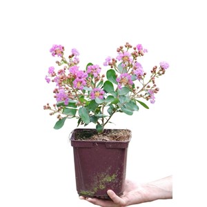 Lilas des indes 'with love ? Eternal' ta