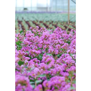 Lilas des indes 'with love ? Eternal' ta