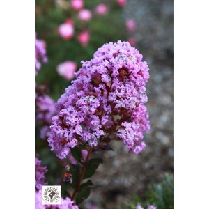 Lilas des indes 'with love ? Eternal' ta