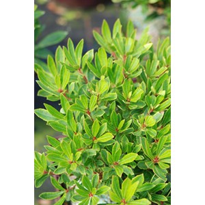 Arbousier unedo 'mercurius' taille du pot - en pot de 3 litres