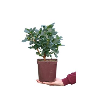 Arbousier unedo 'mercurius' taille du pot - en pot de 3 litres