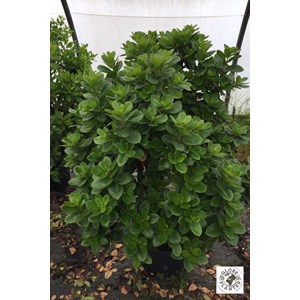 Arbousier unedo 'mercurius' taille du pot - en pot de 3 litres