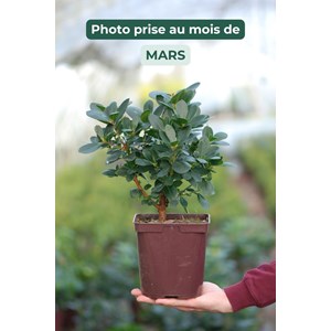 Arbousier unedo 'mercurius' taille du pot - en pot de 3 litres