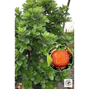 Arbousier unedo 'mercurius' taille du pot - en pot de 3 litres