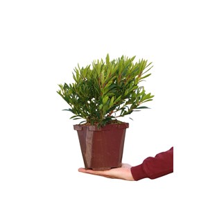 Arbousier unedo 'mercurius' taille du pot - en pot de 3 litres