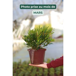 Arbousier unedo 'mercurius' taille du pot - en pot de 3 litres