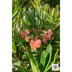 Arbousier unedo 'mercurius' taille du pot - en pot de 3 litres