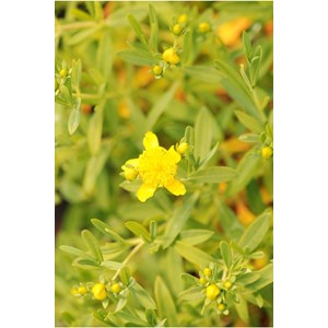 Millepertuis cobalt'n'gold' taille du p