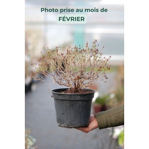 Millepertuis cobalt'n'gold' taille du p