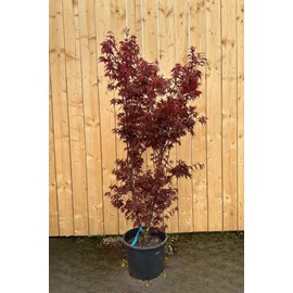 Erable 'skeeter's broom' (grande taille)