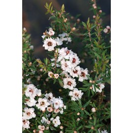 Leptospermum 'white candy' taille du pot