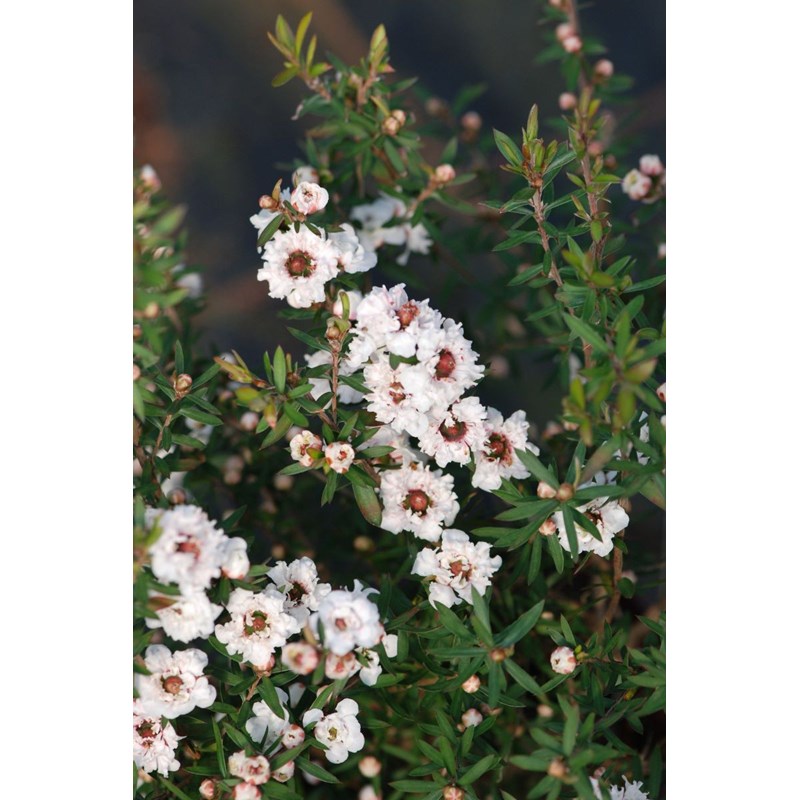 Roué Pépinières - Leptospermum 'white candy' taille du pot - en pot de 3 litres