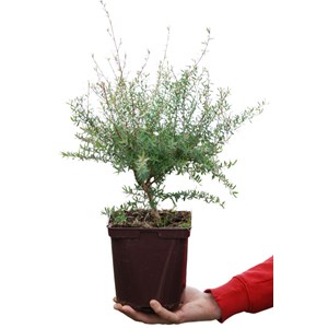 Leptospermum 'white candy' taille du pot