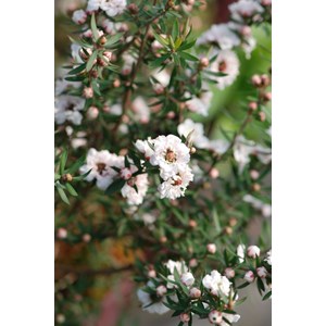 Leptospermum 'white candy' taille du pot