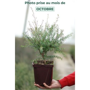 Leptospermum 'white candy' taille du pot