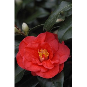 Camelia 'jules verne' taille du pot - en