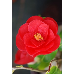 Camelia 'jules verne' taille du pot - en