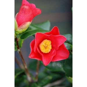 Camelia 'jules verne' taille du pot - en