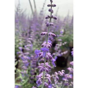 Sauge de sibérie 'prime time' taille du pot - en pot de 3 litres