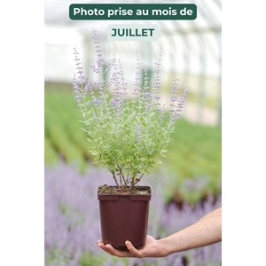 Sauge de sibérie 'prime time' taille du