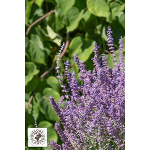 Sauge de sibérie 'prime time' taille du