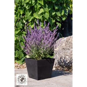 Sauge de sibérie 'prime time' taille du