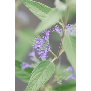 Caryopteris 'heavenly blue' taille du po