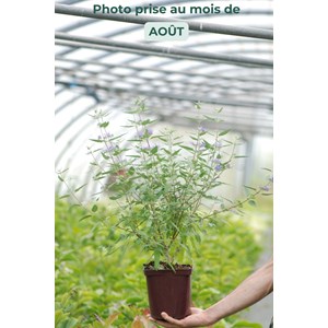 Caryopteris 'heavenly blue' taille du po