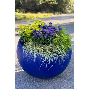 Caryopteris 'heavenly blue' taille du po