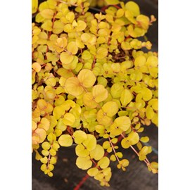 Lysimaque nummulaire aurea' taille du p