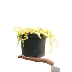 Lysimaque nummulaire aurea' taille du p